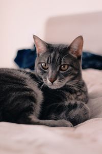 Portrait of cat relaxing on bed at home