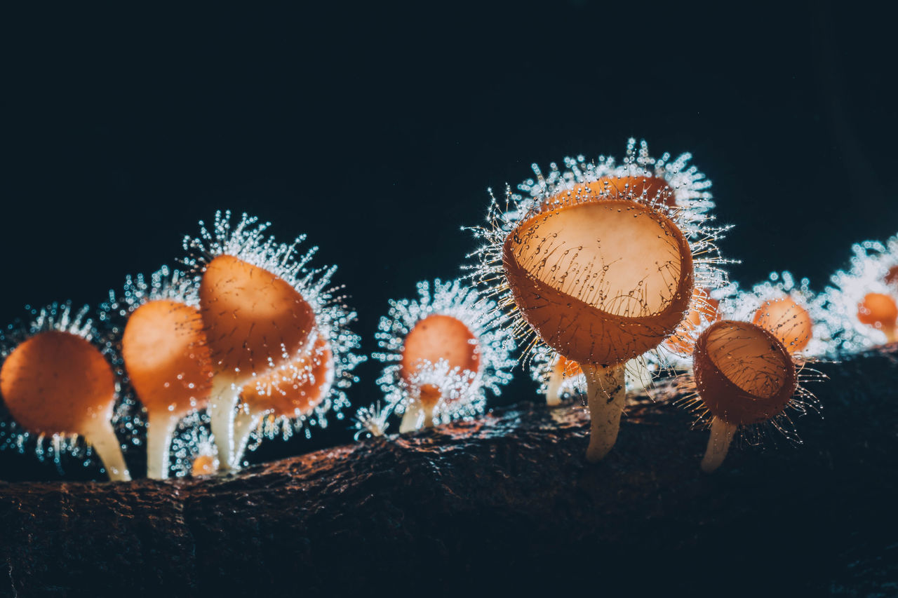 CLOSE-UP OF MUSHROOMS AGAINST ORANGE BACKGROUND