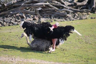 Full length of a dog on field