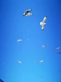 Low angle view of birds flying in sky