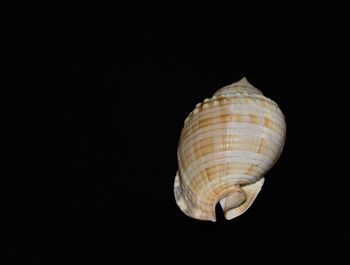 Close-up of seashell on black background