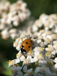 Close-up of ladybug on flower