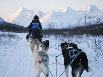 Close-up of dog sledding with mountains in background
