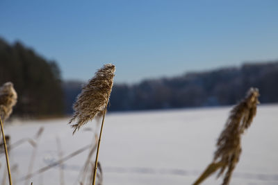 Close-up of stalks against blue sky