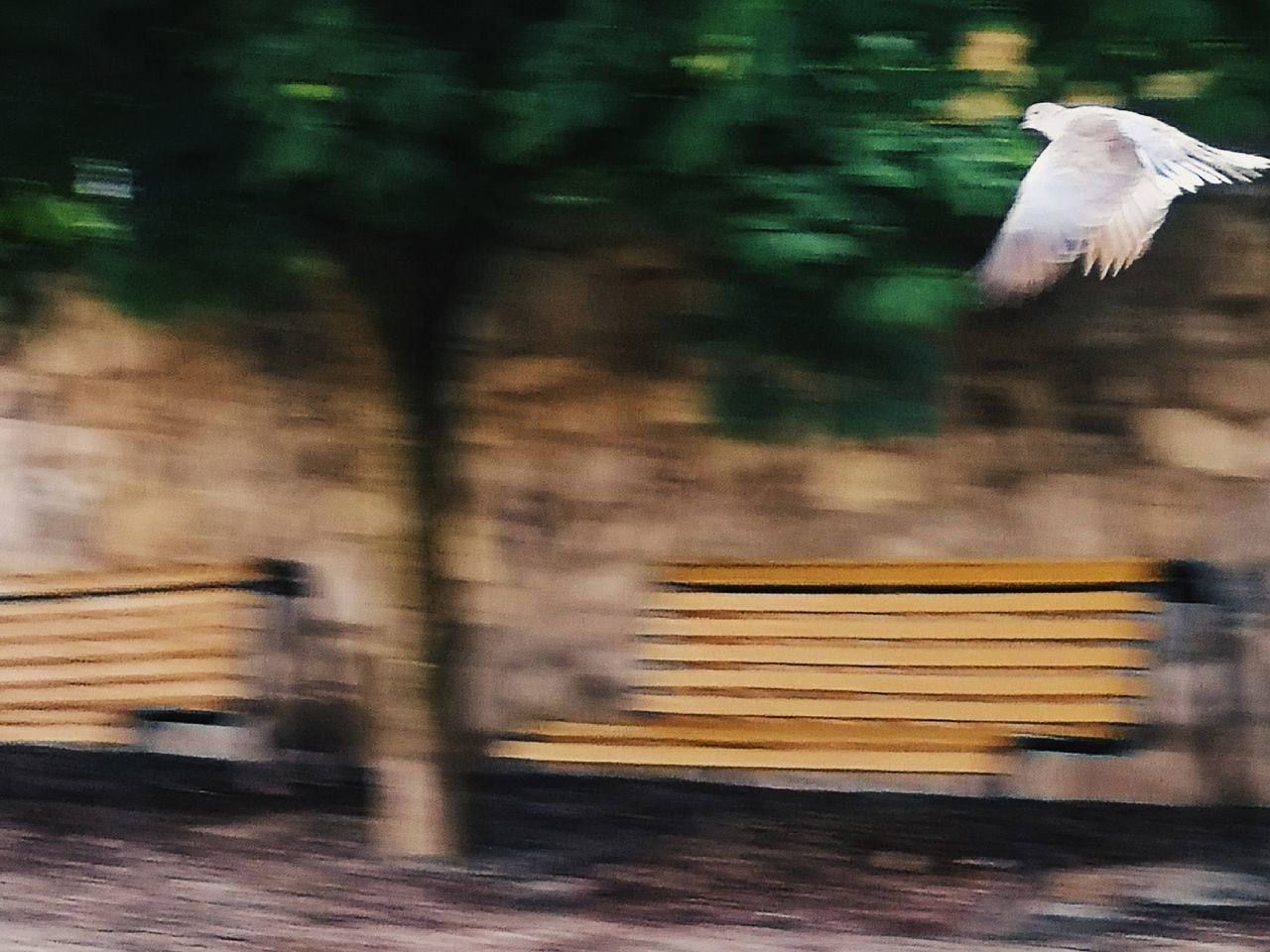 BLURRED MOTION OF BIRD FLYING IN THE SKY
