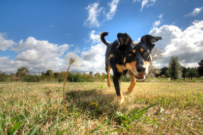 Dogs standing on field against sky