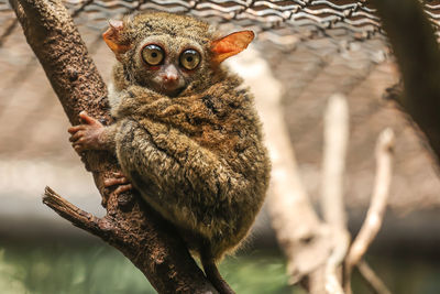 Close-up of monkey