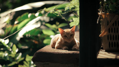 Portrait of cat sitting outdoors