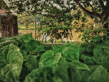 Close-up of fresh green plants in garden