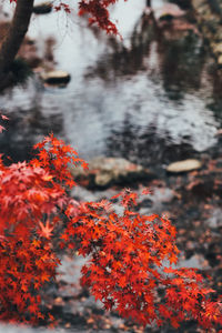 Close-up of autumnal leaves against blurred background