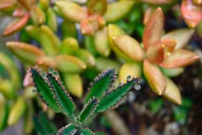 Close-up of succulent plant