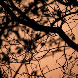 Close-up of bare branches