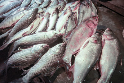 High angle view of fish for sale in market