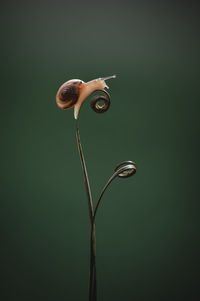 Close-up of water drop falling on plant