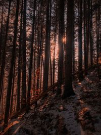 Pine trees in forest