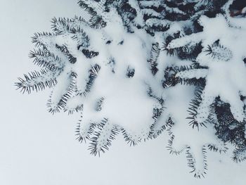 High angle view snow covered tree on field