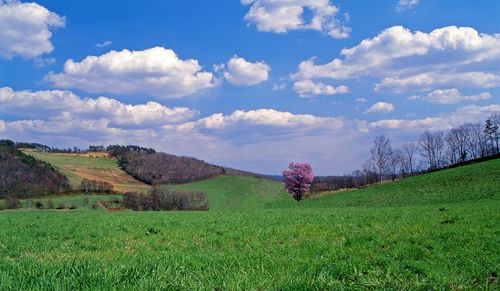 Scenic view of field against sky