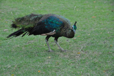 Side view of peacock on field