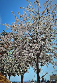 Low angle view of flowers against blue sky