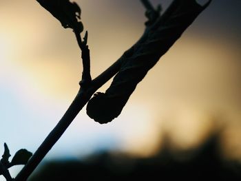 Close-up of silhouette plant against sky at sunset