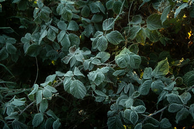 Close-up of leaves