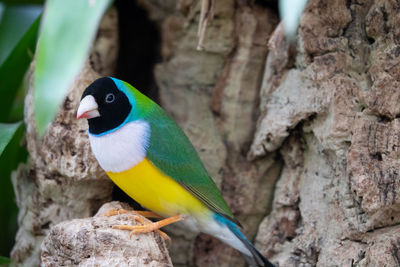 Close-up of bird perching on rock