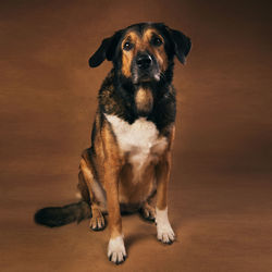 Portrait of dog sitting on floor