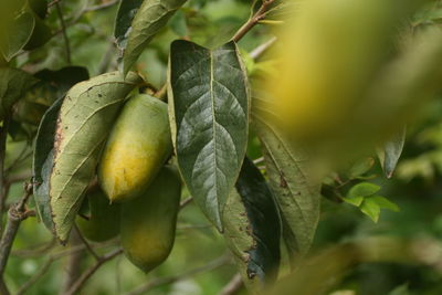 Close-up of fruit growing on tree