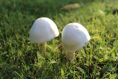 Close-up of mushroom growing on field