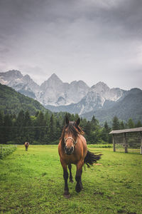 Horses on grassy field against mountains