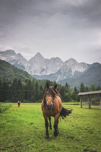 Horses on grassy field against mountains