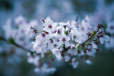 Blossoming tree