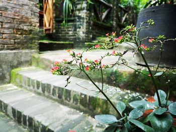 Flowering plants by water