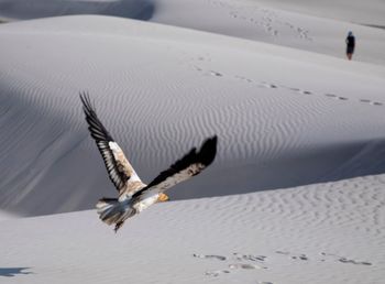 Seagull flying over a land