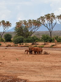 African elephants - loxodonta africana at ewaso nyiro river in samburu national reserve, kenya