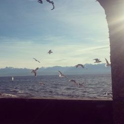 Seagull flying over sea