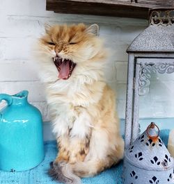 Cat yawning while sitting on wood