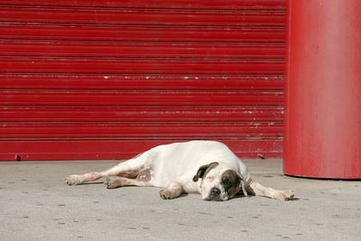 Dog resting on footpath