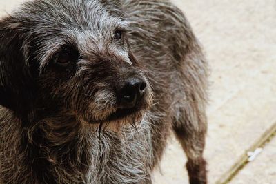 Close-up of a dog looking away