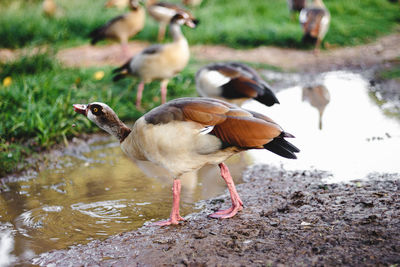 Ducks on lakeshore