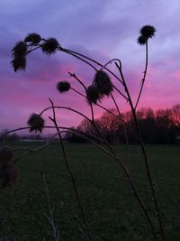 Palm trees on field against sky at sunset