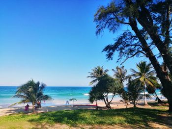 Palm trees on beach against clear blue sky