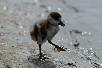 Close-up of a bird