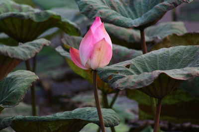 Close-up of pink lotus water lily