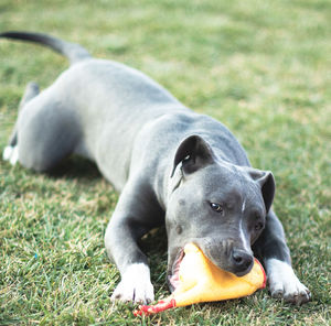 Close-up of dog