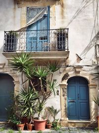 Potted plants outside old residential building