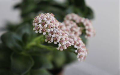 Close-up of flowering plant