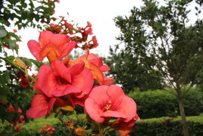 Close-up of pink flowers blooming outdoors