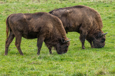 Horses grazing in a field
