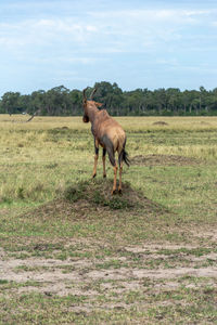 View of a topi antelope on hill